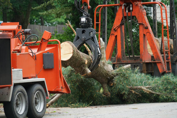 Tree and Shrub Care in Weldon, NC